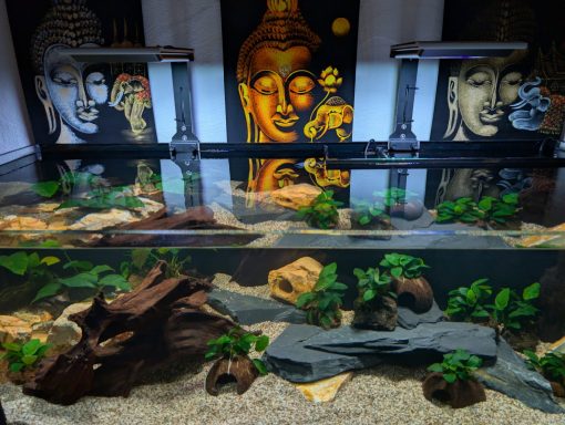 Aquarium mit Pflanzen und Steinen als Dekoration