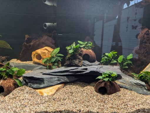 Aquarium mit Pflanzen und Steinen als Dekoration