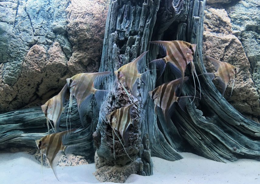 Unterwasserlandschaft mit Felsen und Kies in lila Beleuchtung.