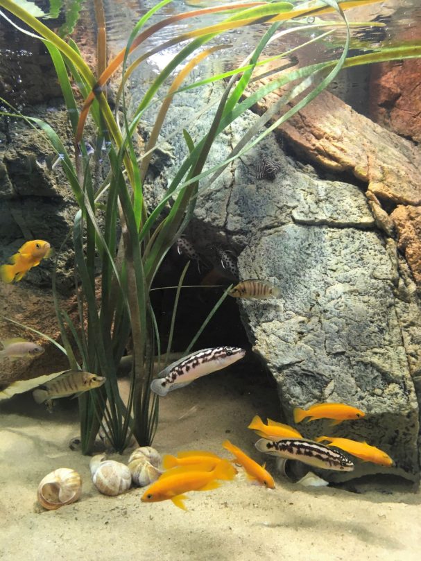 Unterwasserlandschaft mit Felsen und Kies in lila Beleuchtung.