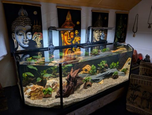 Aquarium mit Pflanzen und Steinen als Dekoration