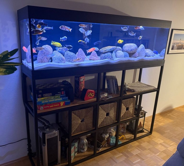 Aquarium im Wohnzimmer mit bunten Fischen und Steinen als Dekoration