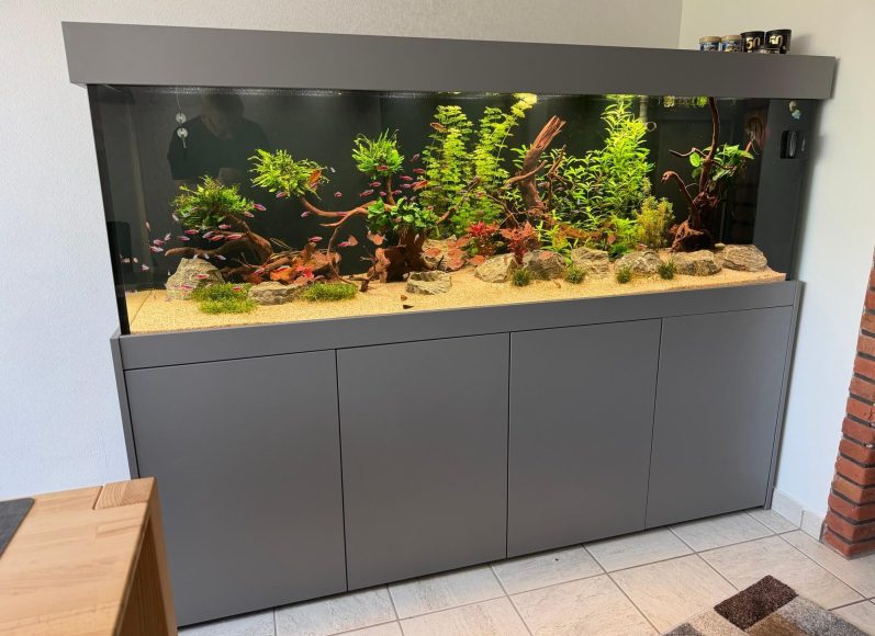 aquarium mit pflanzen