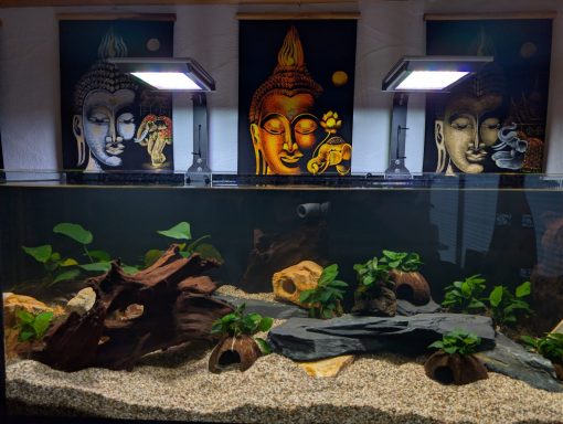 Aquarium mit Pflanzen und Steinen als Dekoration