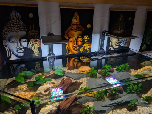 Aquarium mit Pflanzen und Steinen als Dekoration