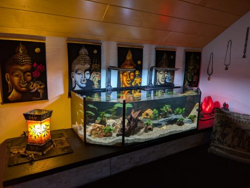 Aquarium mit Pflanzen und Steinen als Dekoration