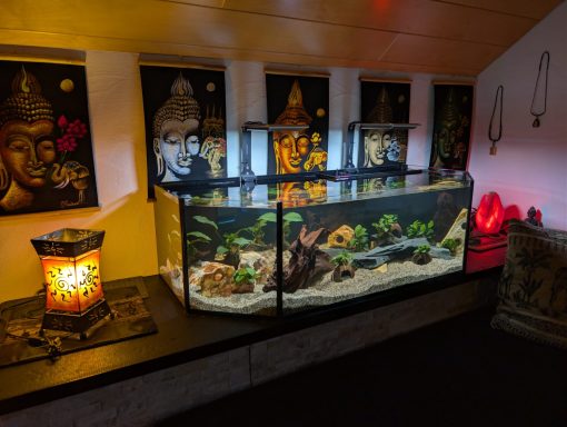 Aquarium mit Pflanzen und Steinen als Dekoration