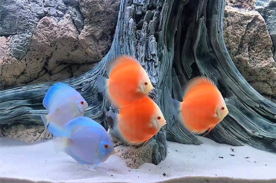Unterwasserlandschaft mit Felsen und Kies in lila Beleuchtung.