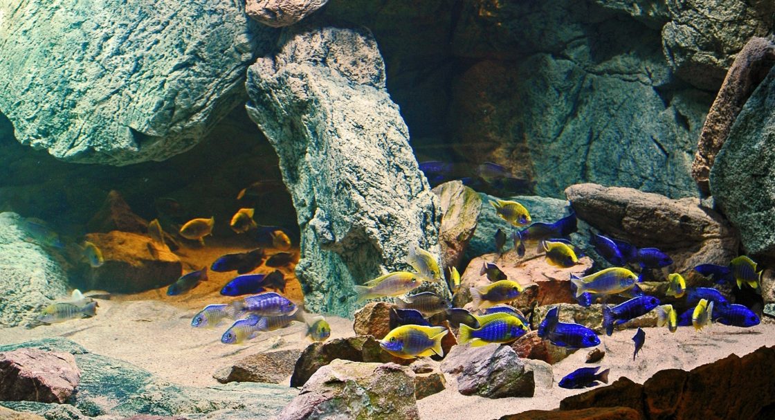 Unterwasserlandschaft mit Felsen und Kies in lila Beleuchtung.