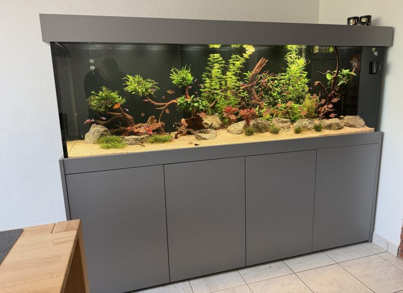 aquarium mit pflanzen