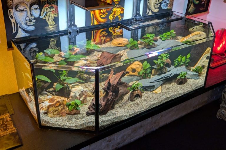 Aquarium mit Pflanzen und Steinen und Holz als Dekoration