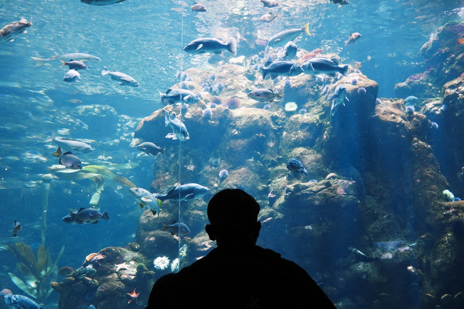 Großes Meerwasser Aquarium mit großen Fischen und vielen Steinen