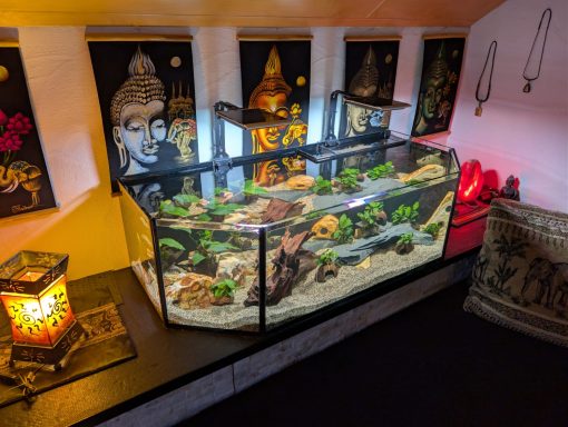 Aquarium mit Pflanzen und Steinen als Dekoration