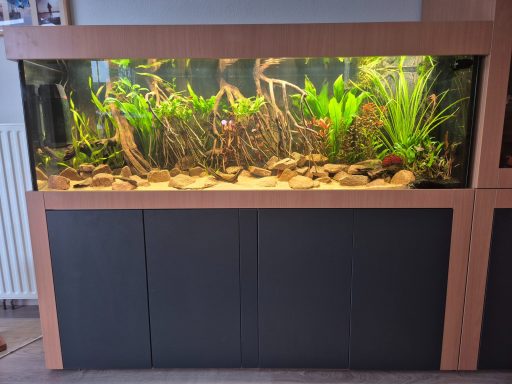 Aquarium mit Pflanzen, Steinen und bunten Fischen, in einem Holzständer.